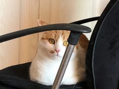 -纳吉亚猫专科动物医院·北北分院