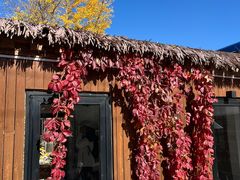 -陶野咖啡·面包披萨