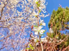 -桃花堤公园