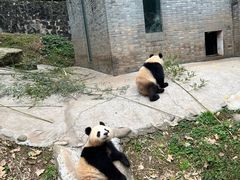 -都江堰中华大熊猫苑