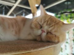 -猫和宫(六道口店)