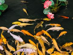-千岛湖鱼味馆(十字街总店)