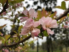 -眉山湿地公园(东坡区)