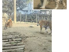 -常州淹城野生动物世界