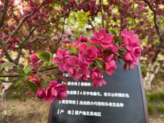 -海棠花溪(元大都城垣遗址公园)