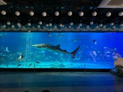 -烟台海昌鲸鲨海洋公园