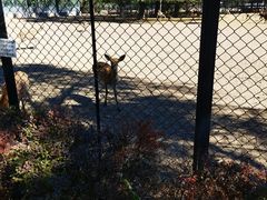 -北京麋鹿生态实验中心