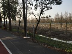 -上海长兴岛郊野公园