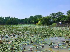 -大湾区中央湿地公园