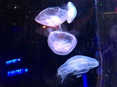 -芜湖新华联大白鲸海洋公园