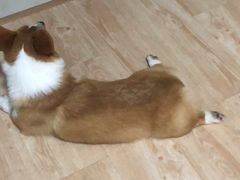 -安安宠医宠物医院·异宠·犬猫内科(岳阳分院)