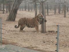 -秦皇岛野生动物园