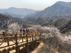 -大岭沟猕猴桃谷风景区