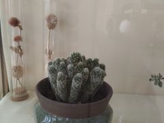 -南山植物园