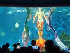 -海合安武汉极地海洋公园