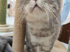 -喵园·猫主题咖啡厅·撸猫·猫咖(国贸店)