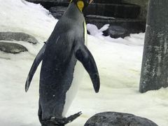 -悉尼海洋生物水族馆