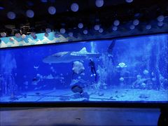 -烟台海昌鲸鲨海洋公园