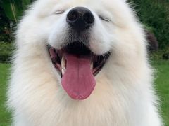 -读宠于你·约克夏比熊·睫角守宫·爬宠售卖(高新店)