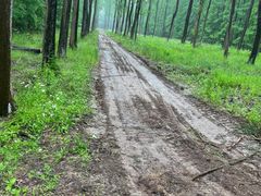 -黄海国家森林公园