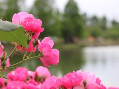 -上海辰山植物园