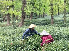 -野蔓果·山野菜(西湖景区·龙井茶田店)