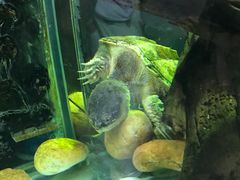 -广州长隆飞鸟乐园