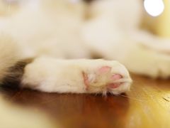 -猫色咖啡·猫咖