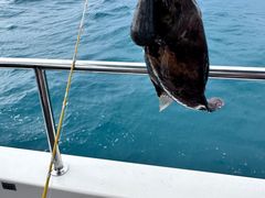 -小猫钓鱼海钓俱乐部(椰梦长廊店)