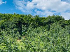 -北京西山国家森林公园