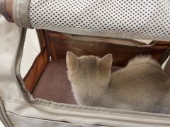 -宠福鑫动物医院(城北分院)