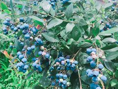 -金谷域澳洲庄园