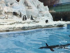 -帝企鹅自助餐厅•儿童岛•真企鹅(长隆企鹅酒店)