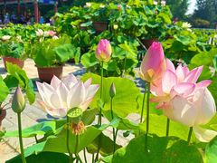 -莲花池公园