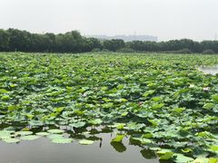 -荷塘月色湿地公园·向阳花洲