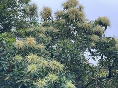-马峦山郊野公园