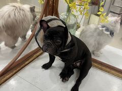 -共舞时光猫咖·狗咖(新街口店)