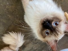 -喵屿·大理花园猫咖