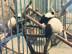 -成都大熊猫繁育研究基地