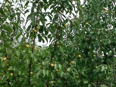 -大岭沟猕猴桃谷风景区