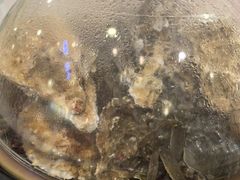 -同道蒸汽海鲜烧烤自助(刘庄夜市店)