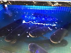 -姜君·千岛湖鱼头馆(浦东大道店)