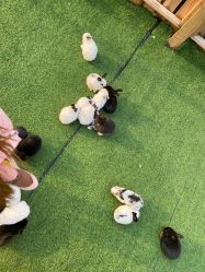 -萌宠亲子动物乐园(槐房万达店)