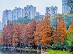 -重庆彩云湖湿地公园