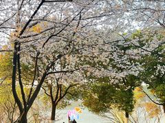 -羊山湖公园