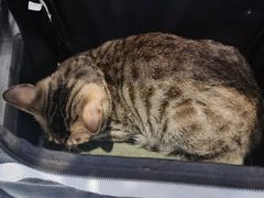 -纳吉亚猫专科动物医院·北北分院