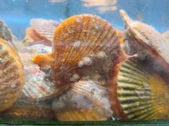 扇贝-杨梅坑渔村海鲜餐厅