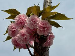 -高东镇樱花园