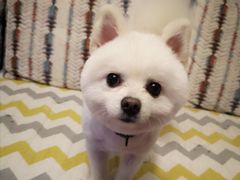 -喵百万·布偶·蓝金金渐层英短·猫舍(百子湾店)