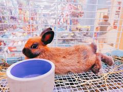 -宠物兔专门店(天丰利市场店)